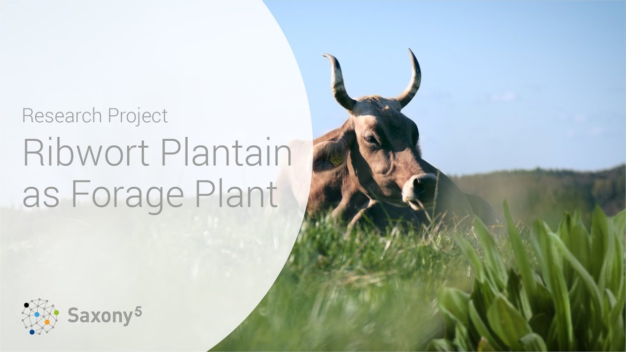 Ribwort Plantain as Drought Resistant Forage Legume • Saxony⁵