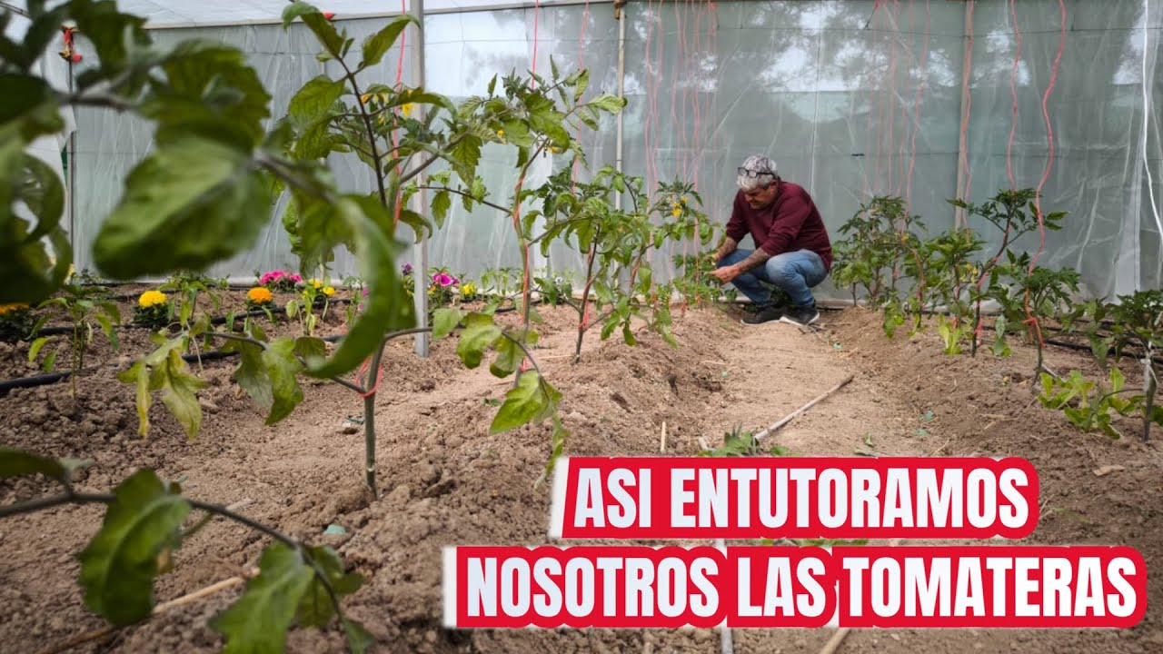 ASI ENTUTORAMOS NUESTRAS TOMATERAS