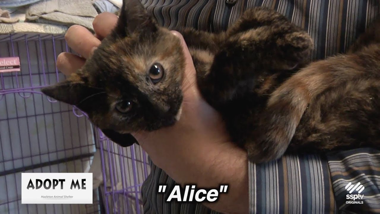 SSPTV Community News - "Adopt Me" Oct. 16, 2023