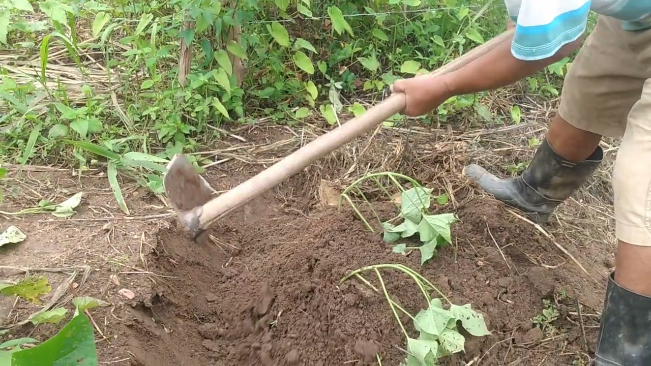 plantação de batata doce 🥔