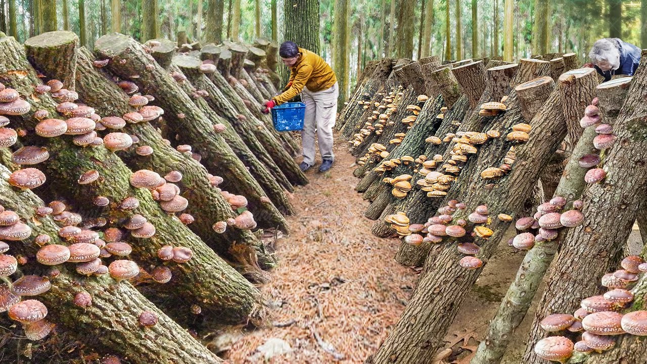 Genius Way They Grow & Process Shiitake Mushrooms in Japan