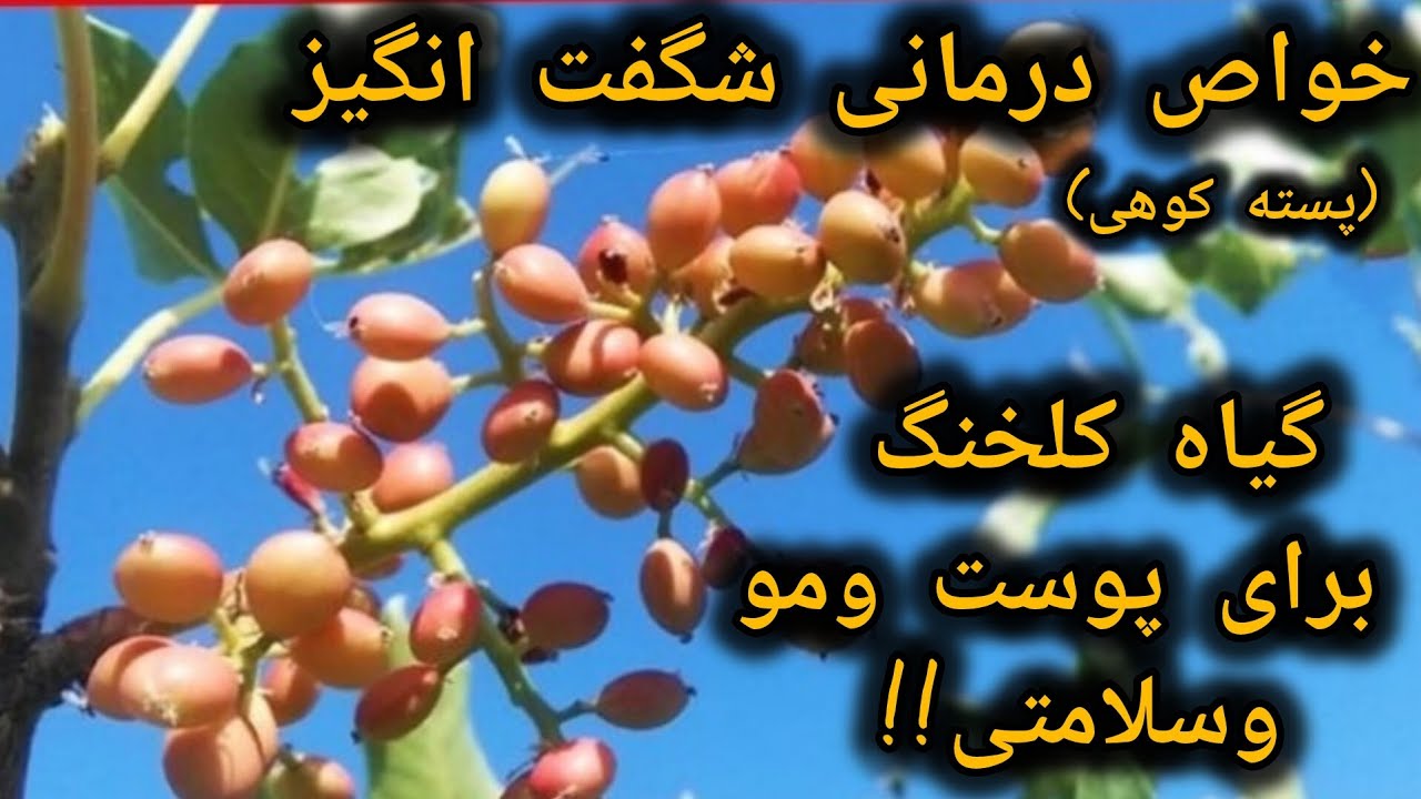 کلخنگ گنجینه‌ای از ویتامین‌ها و مواد معدنی برای سلامتی#کلخنگ#گیاه_دارو#پوست#مو#درمان_طبیعی#طب_روز
