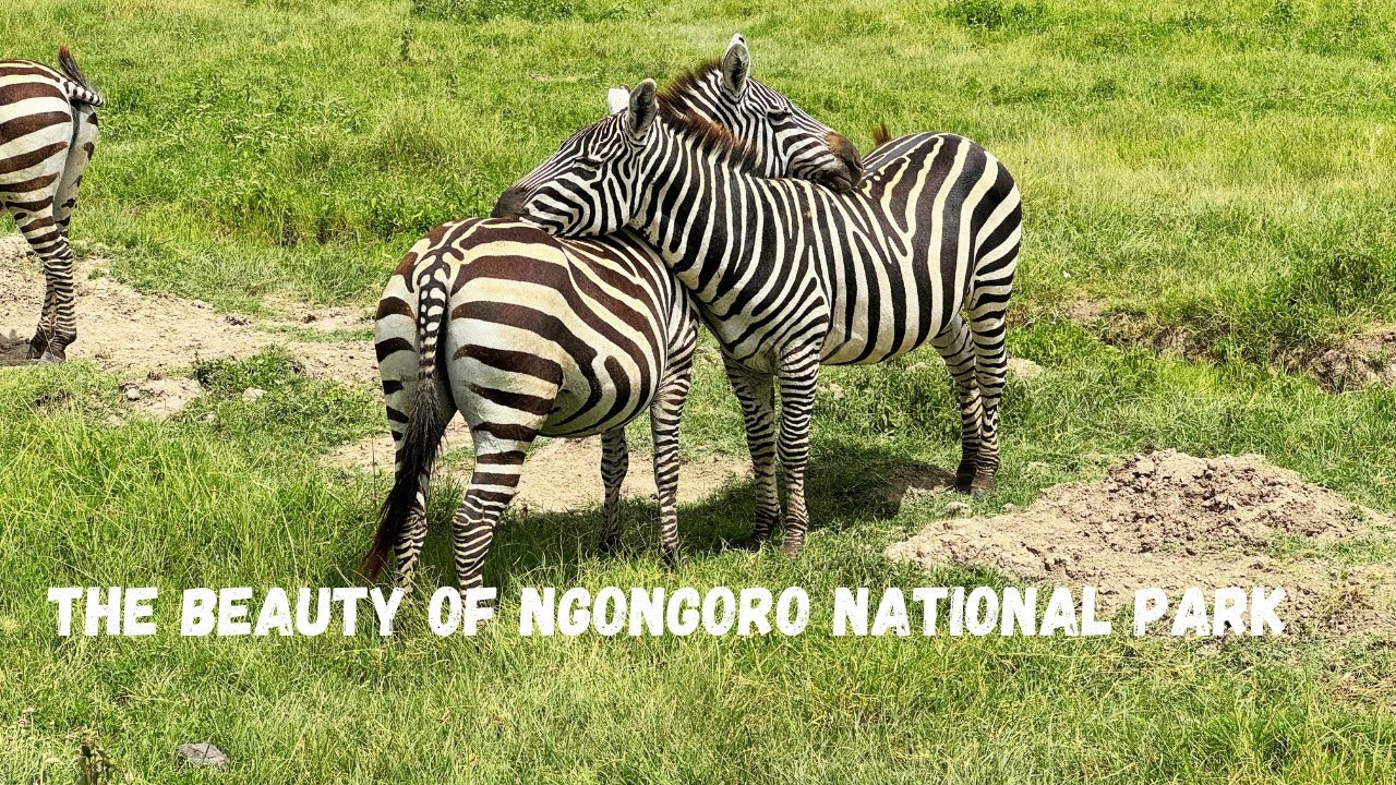 #episode7 Ngorongoro Crater and Conservation Area Amazing Place, Beautiful Tanzania