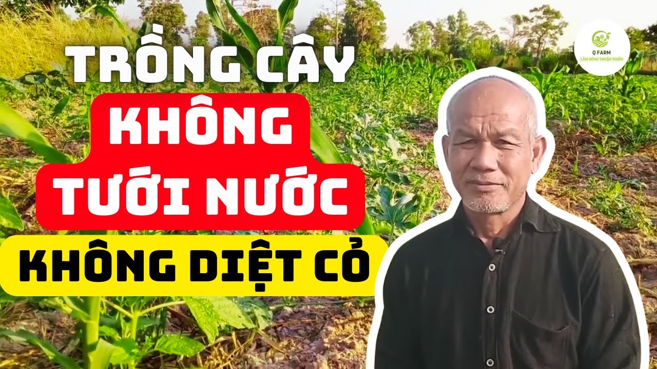 Mẹo Làm Vườn Tự Nhiên: Không Tưới Nước, Không Làm Cỏ, Không Phun Thuốc- Jon Jandai