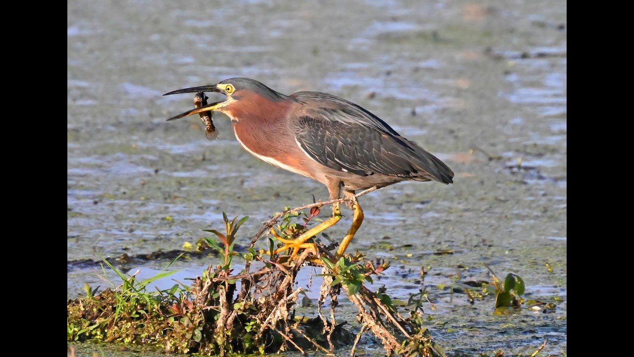 Green Heron   Small But Mighty