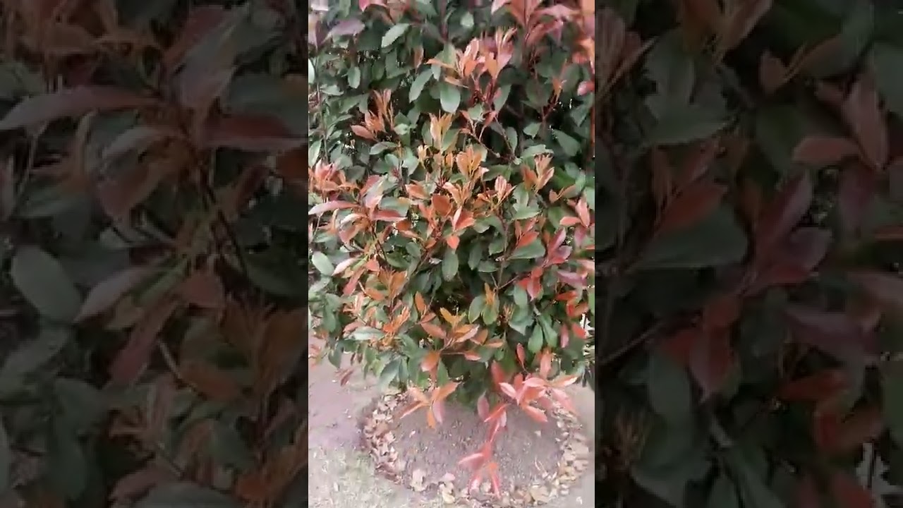 fotinias. por qu&eacute; es excelente para crear tu cervo vivo