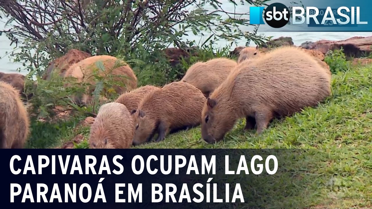 Capivaras buscam grama do Lago Paranoá em Brasília | SBT Brasil (16/01/21)