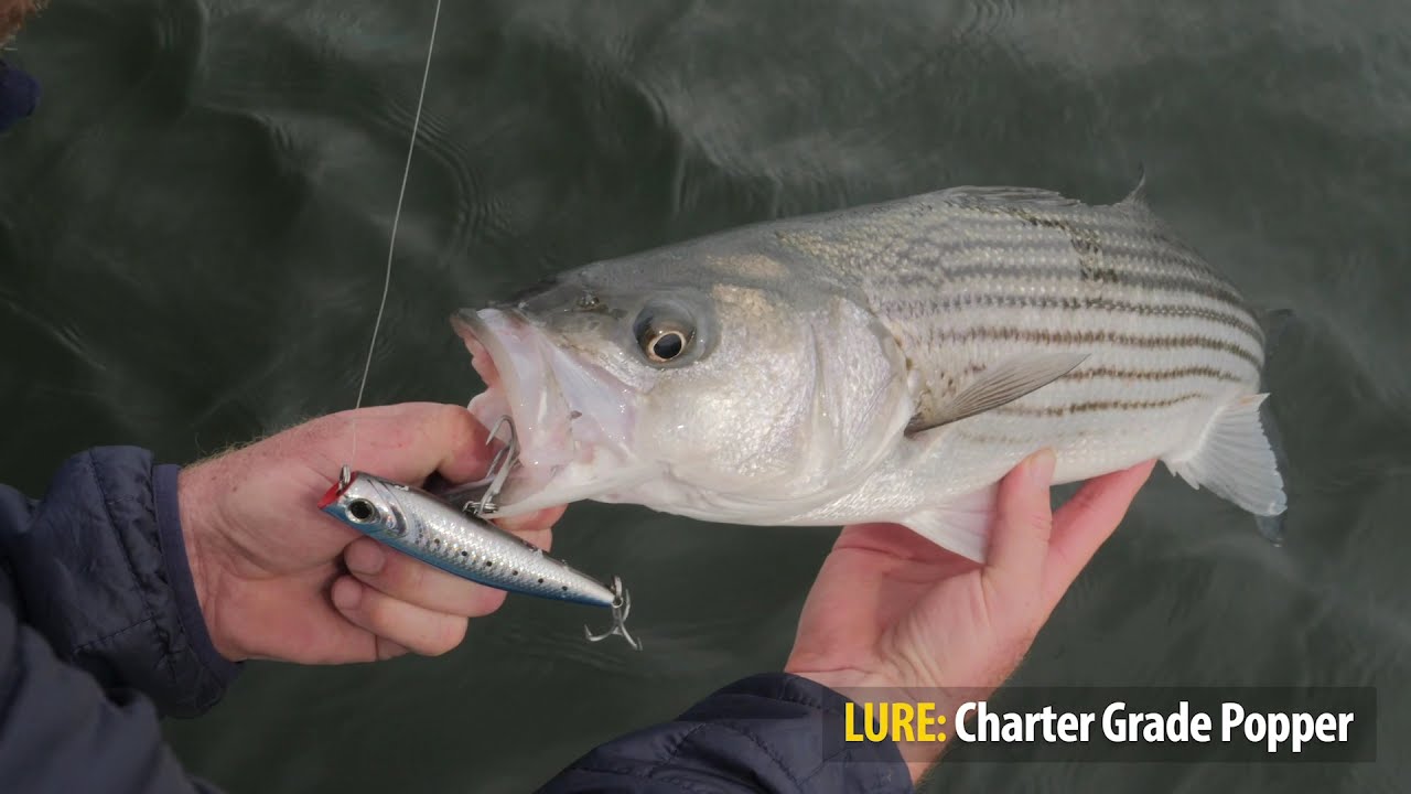 How To Clinic: Fishing Top Water Poppers Around Structure For Stripers