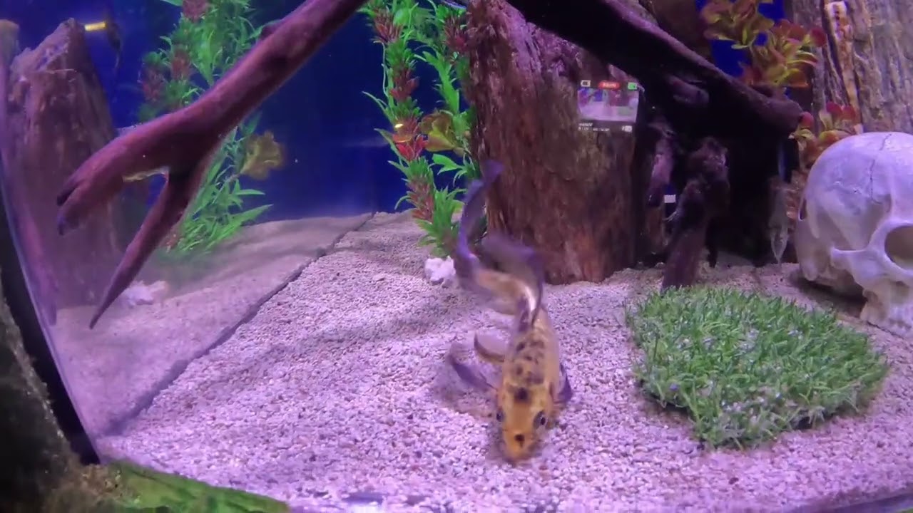 ACUARIO SEANDLAND, CAMALEÓN, PES ÁNGEL Y AJOLOTES MEXICANOS.
