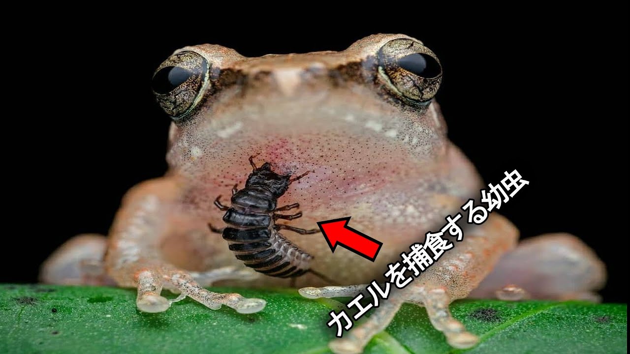 なぜ捕食者と獲物が入れ替わるのか？【捕食-被食者逆転】