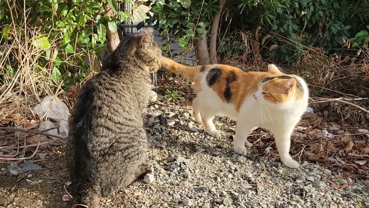 2024 2 15 さくら猫・地域猫③ ミミちゃん、ララちゃん、ボス