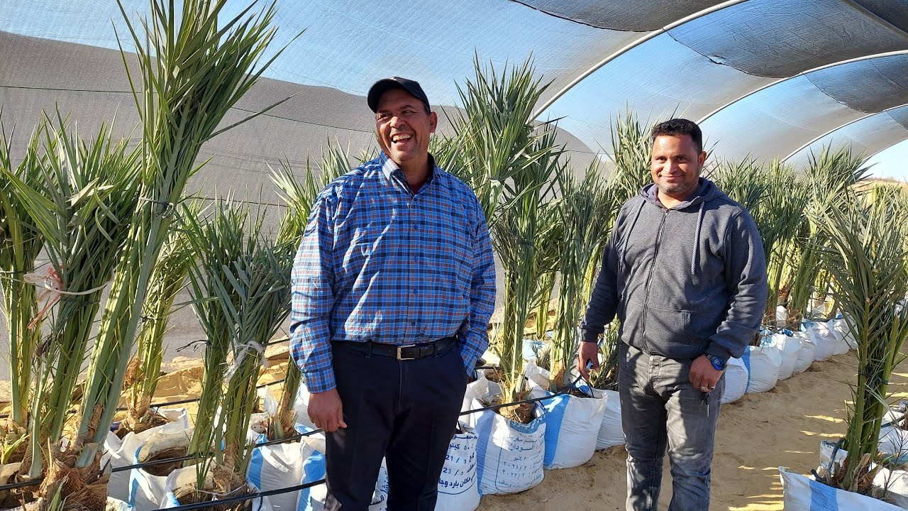 الفرق  بين الفسيلة العادية والمصبعة وبنت الجورة بشرح م عطية ؟ من مشتل شهد الواحات ! النمو والانتاج