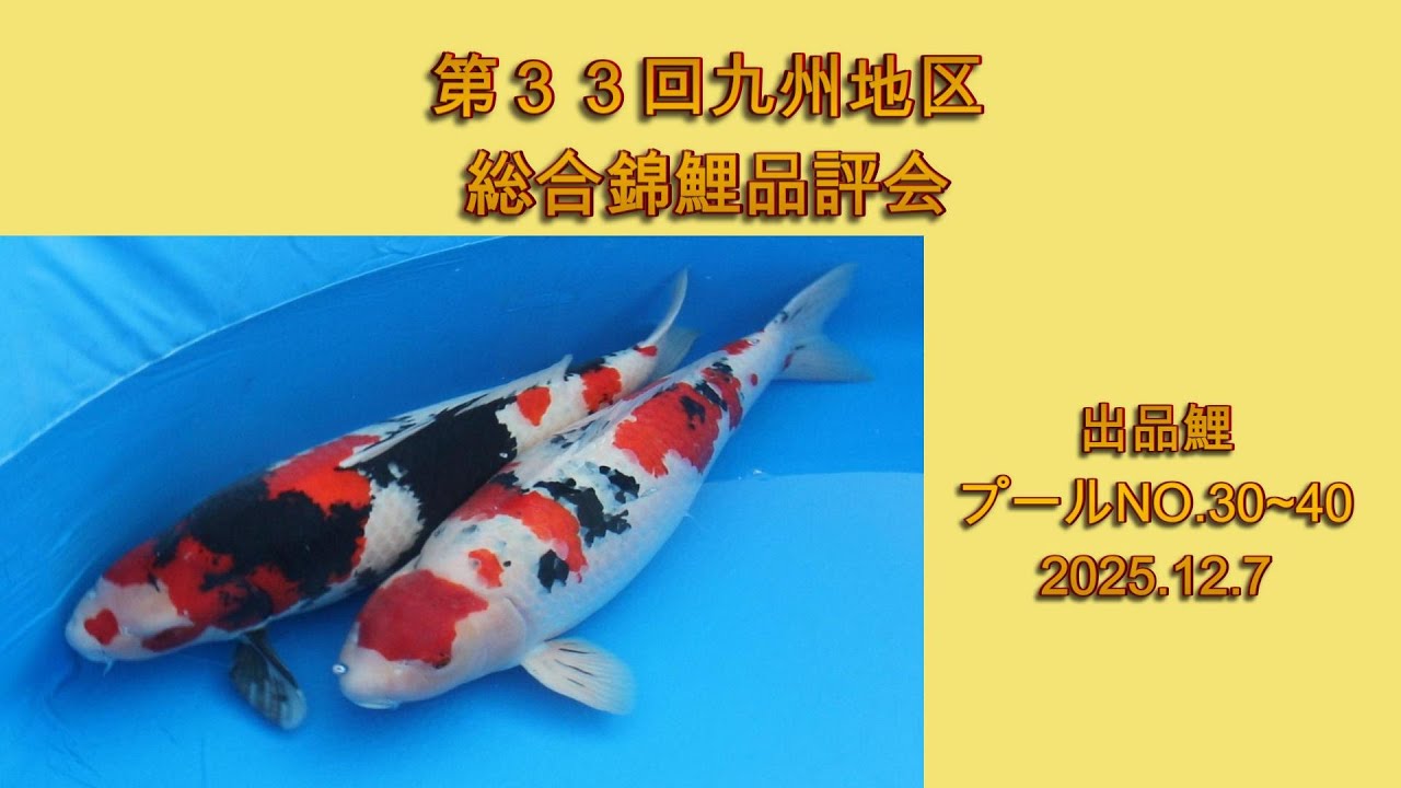 九州総合　出品鯉プールNo 30～40