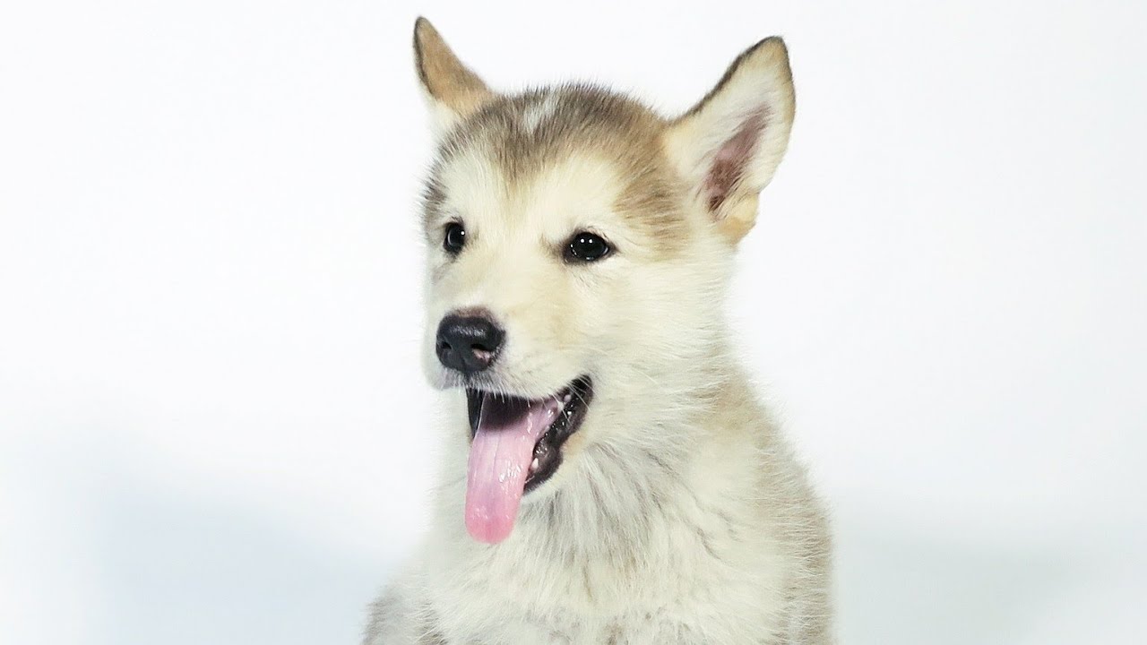 BIENVENIDA, NANOUK!!