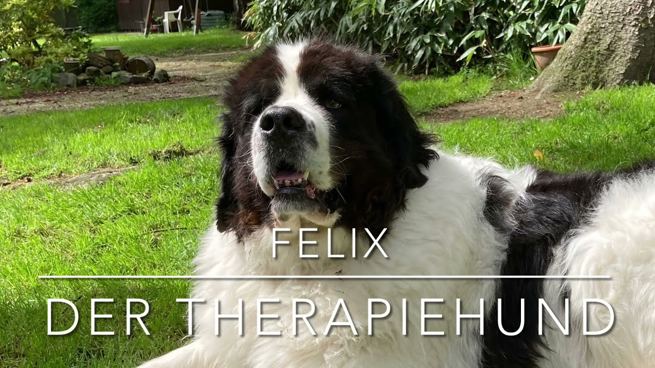 LVR-Klinikum Essen kurz erklärt: Felix - der Therapiehund