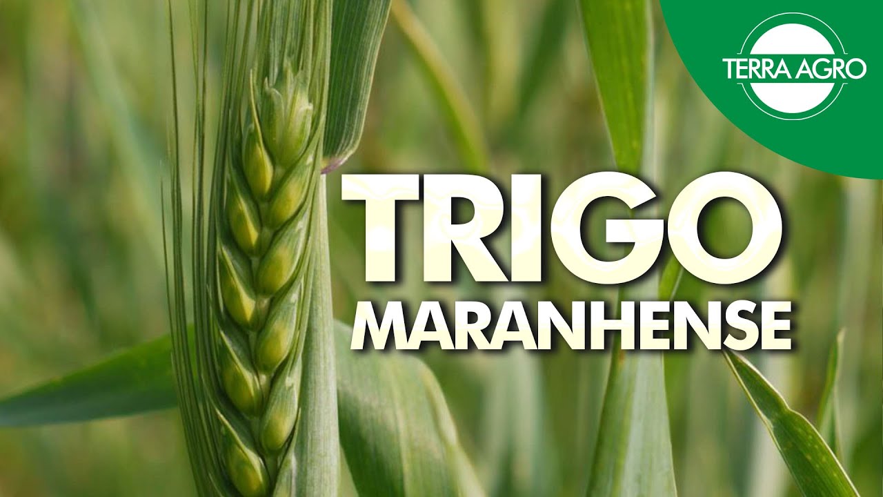 O CULTIVO DO TRIGO NO NORDESTE ESTÁ SENDO UMA OPÇÃO ALÉM DA SOJA - SAFRA 2023