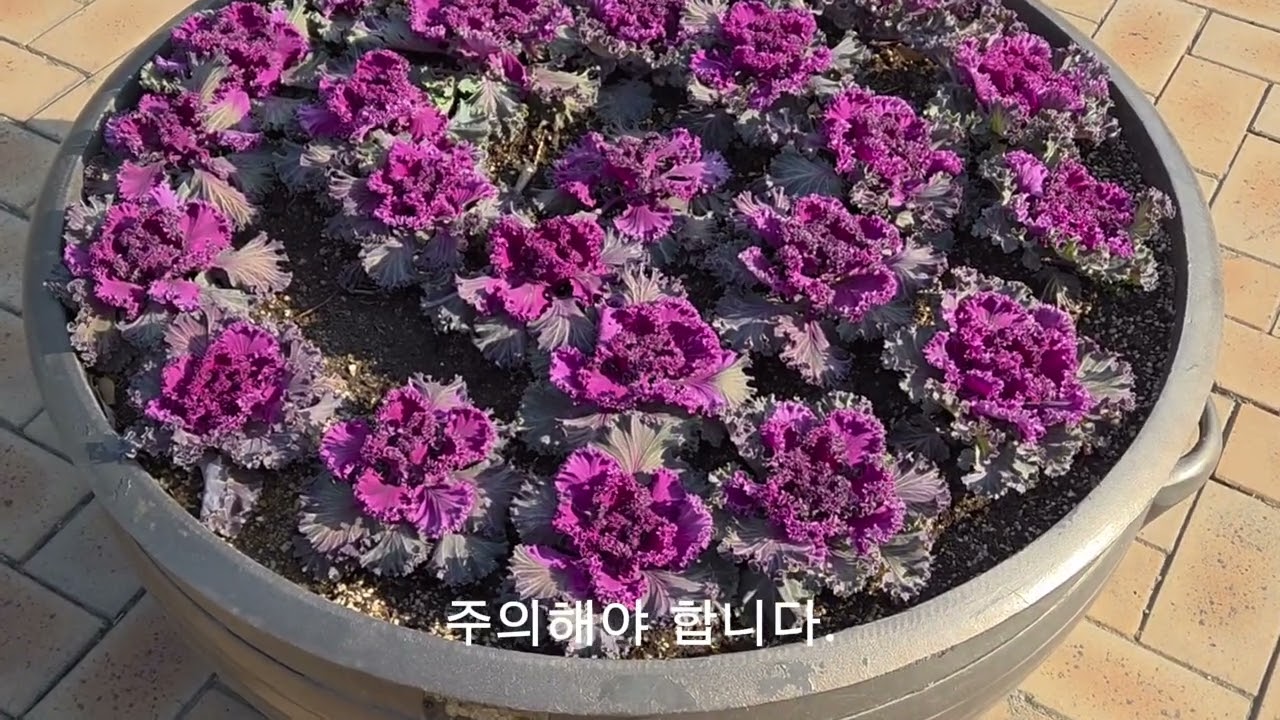 꽃 양배추;십자화과(@창권TV365-k5I) #꽃 양배추 #십자화과 #풀 #식물 #이 식물 이름은 뭘까 #plants #식물키우기 노하우 #Healing #Health