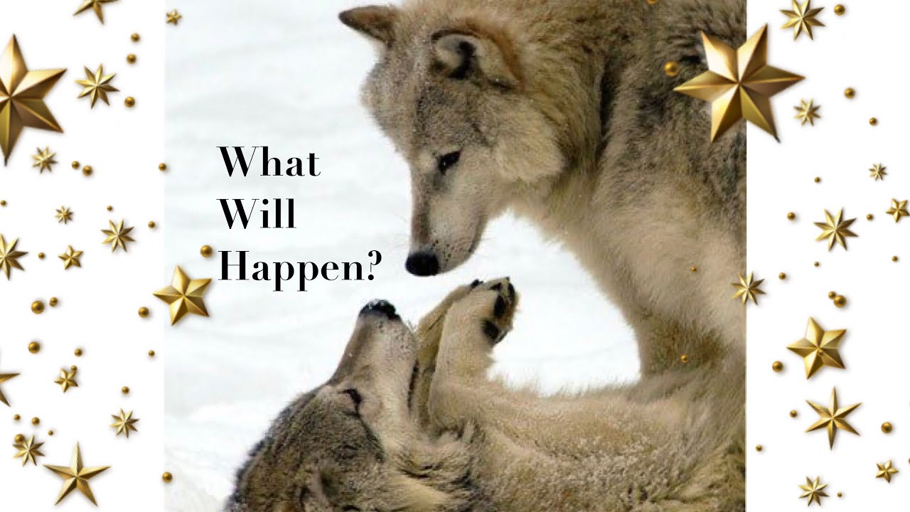 Pick A Card. What Could Happen If You Connect With Your Person…Again? 💜🤍💜 Timeless Love Reading.