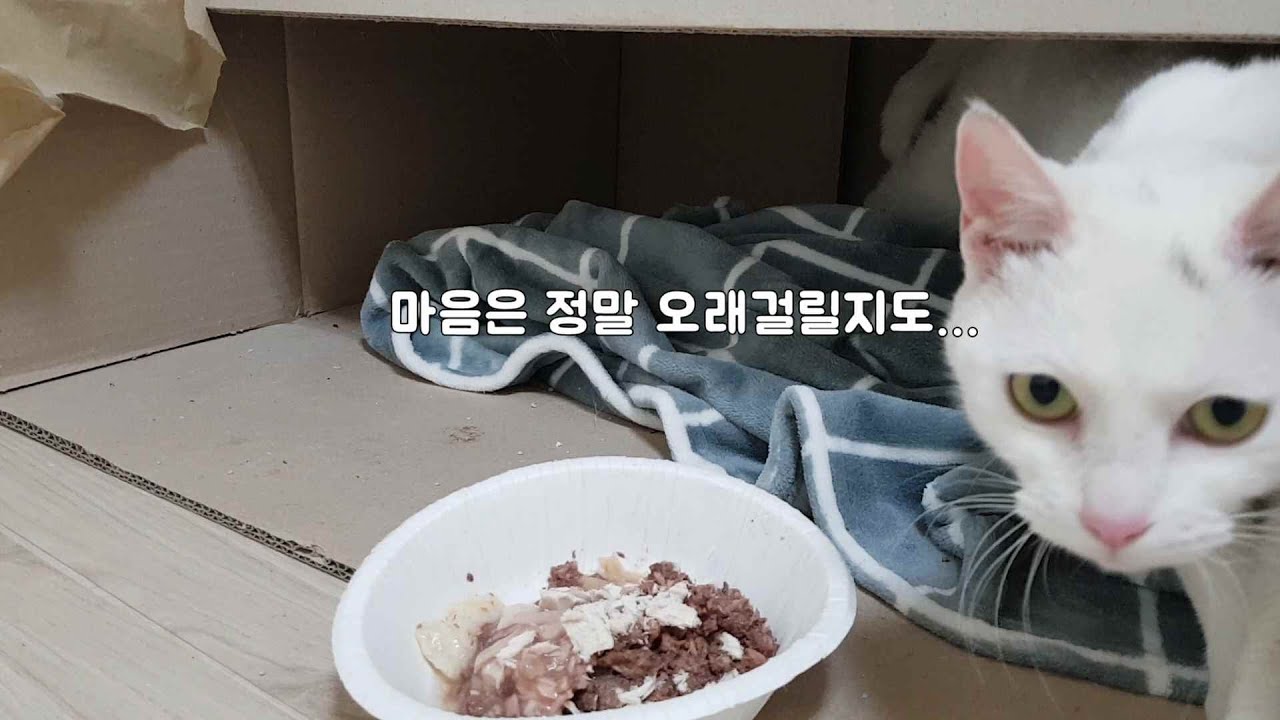 목줄 상처 정말 많이 나았네요