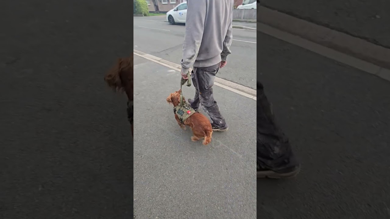 Trixie - from pulling to this !!!!