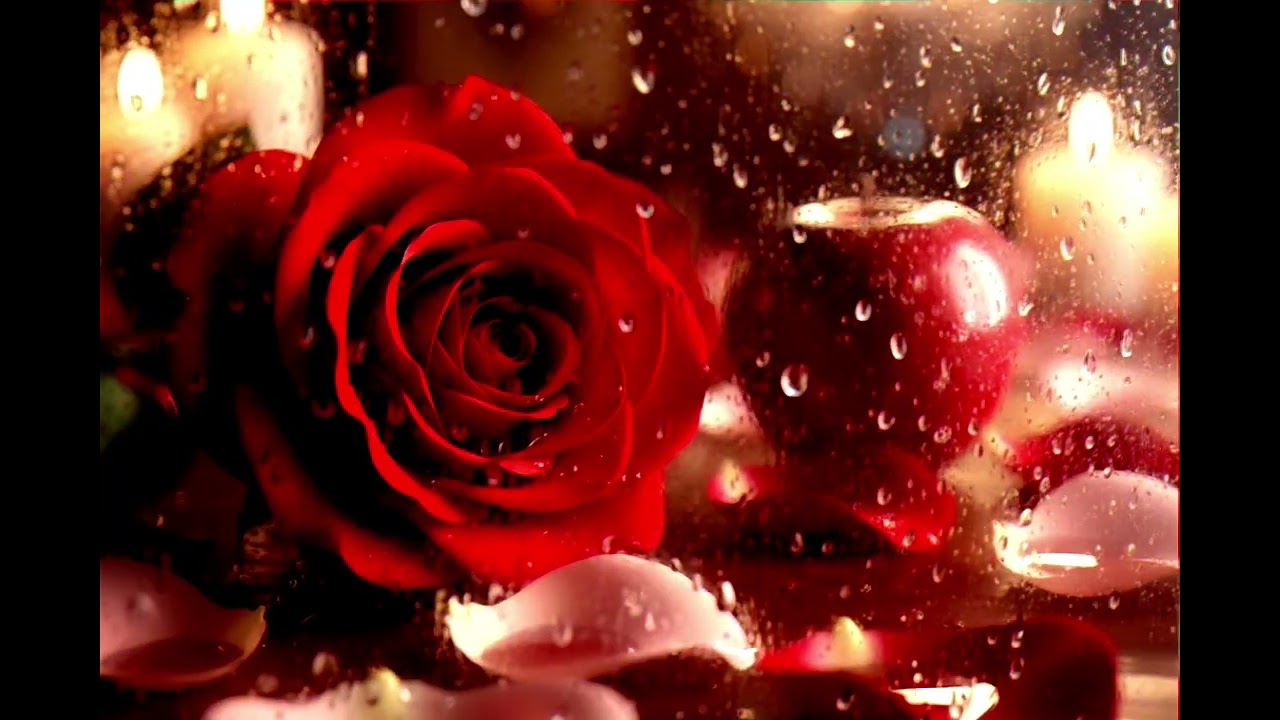 Rose (lyrics video)