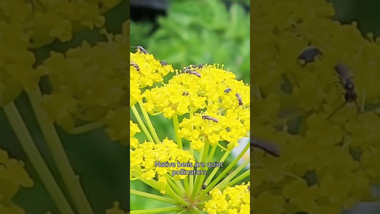 Top 10 Beneficial Insects - Gardening NZ - Kings Seeds