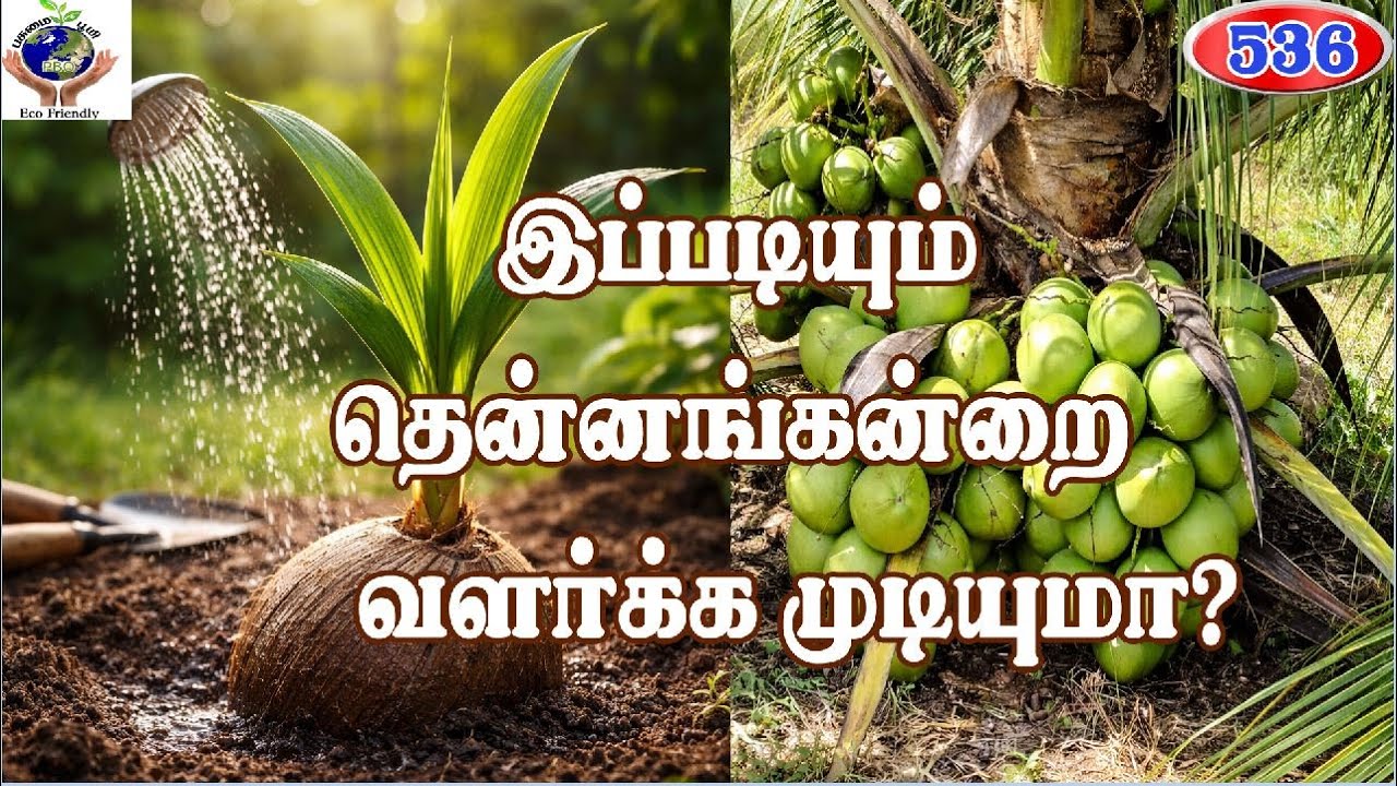 இப்படியும் தென்னங்கன்றை வளர்க்க முடியுமா❓😱Is it possible to grow a coconut sapling this way❗😮🌴 #fyp