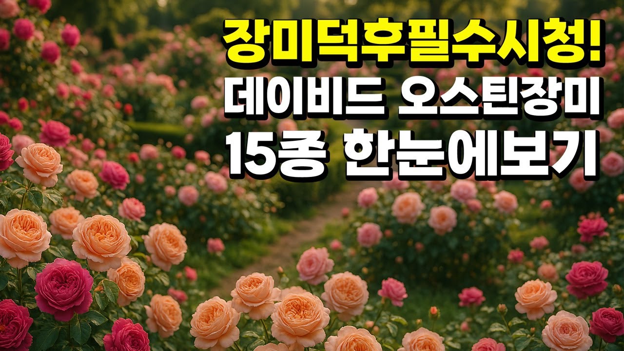 향기, 내병성, 재배팁까지! 데이비드 오스틴 장미 완전정복 / 봄 정원 추천 장미 1위! 데이비드 오스틴 장미 모음.zip
