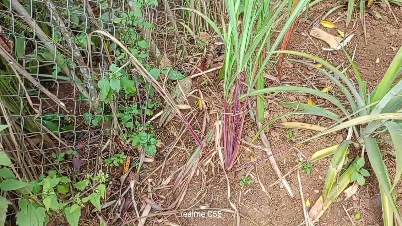 Tub looj niam MV (Dev Npua Cai) Hmoob Short Film pab niam tub ntsuag lub neej 