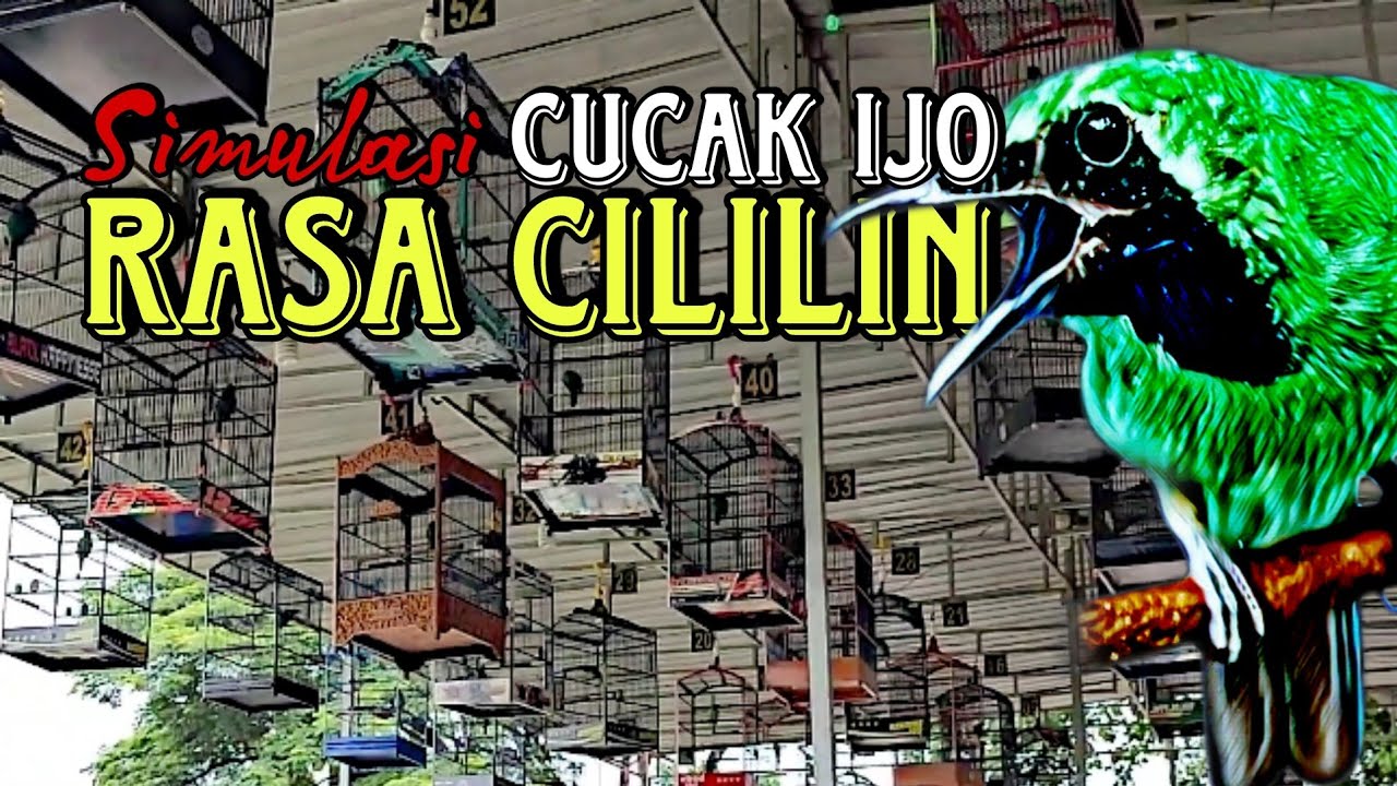 CUCAK IJO FULL TEMBAKAN CILILIN || SIMULASI LOMBA BURUNG