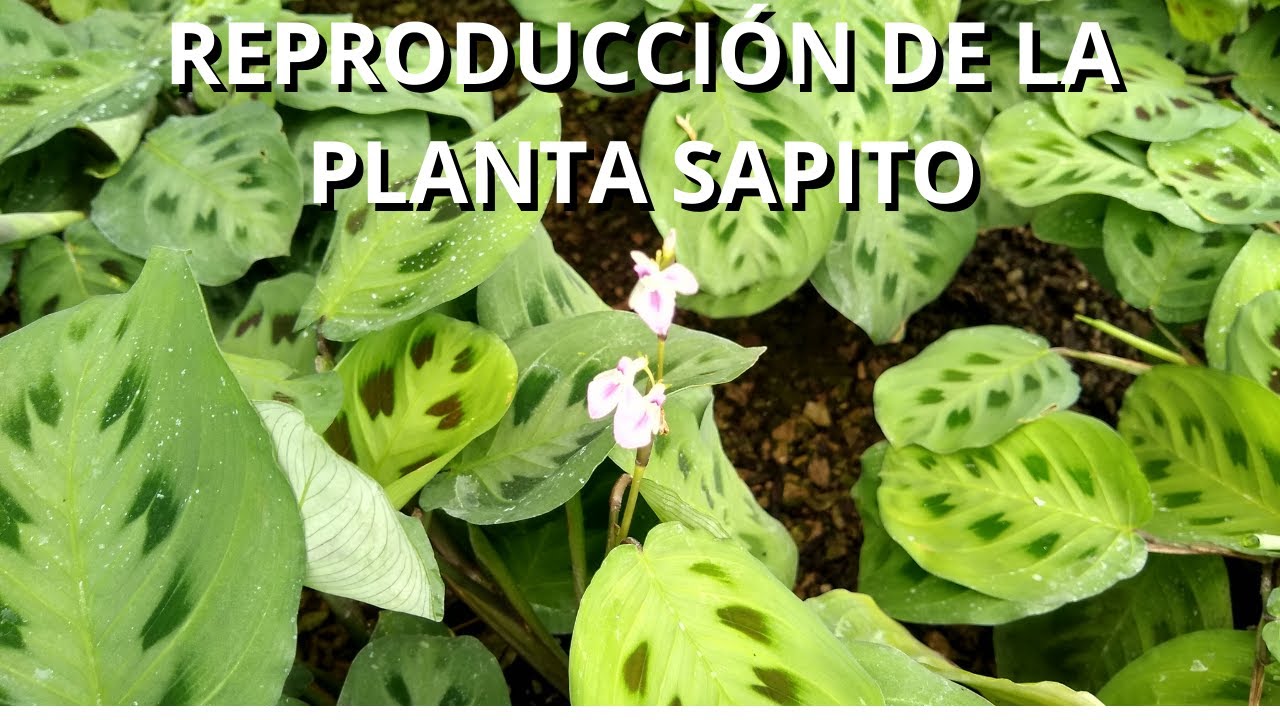 Reproducción por esquejes de la Maranta// Planta Sapito 🐸