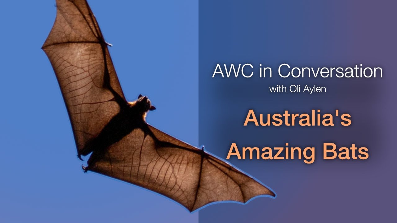 AWC in Conversation: Australia's Amazing Bats with Oli Aylen (S6E5)