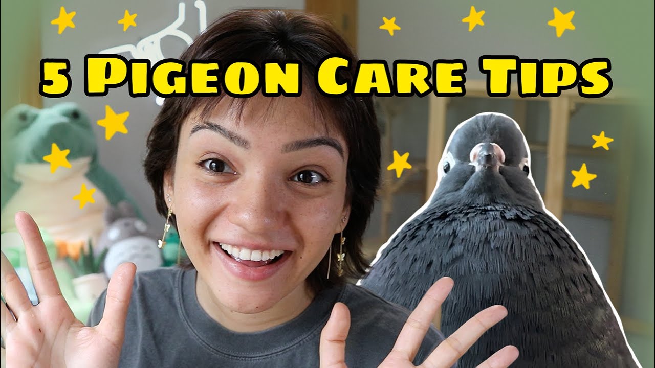 5 Pet Pigeon Care Tips You Might Not Know!