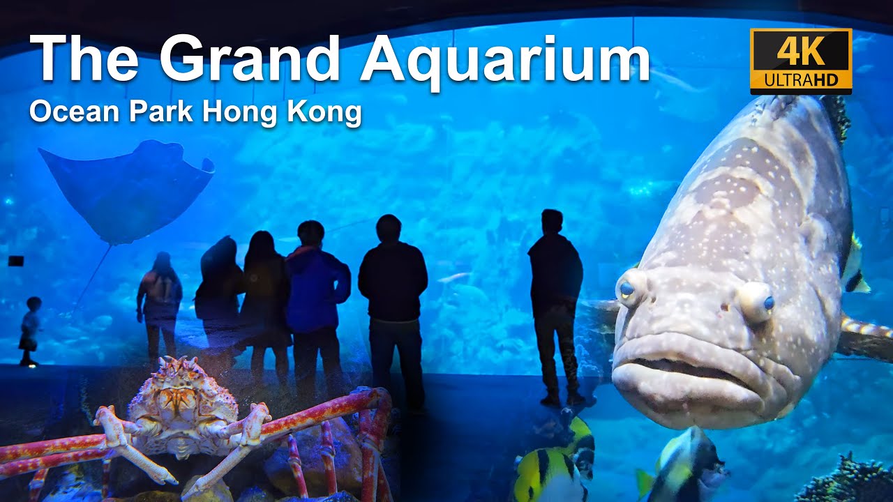 4KHK | The Grand Aquarium - Ocean Park Hong Kong | 2023 (ASMR)