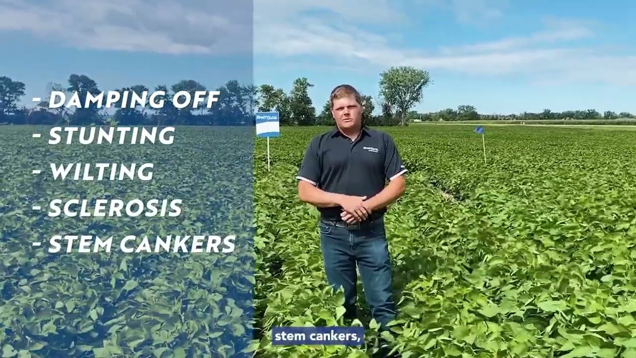 Phytophthora Root Rot in Soybeans