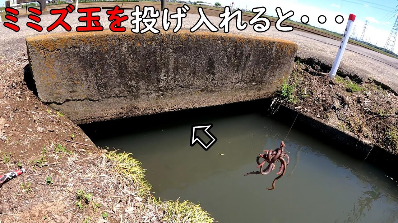 ミミズ玉最強！！！！お魚に大人気のエサ