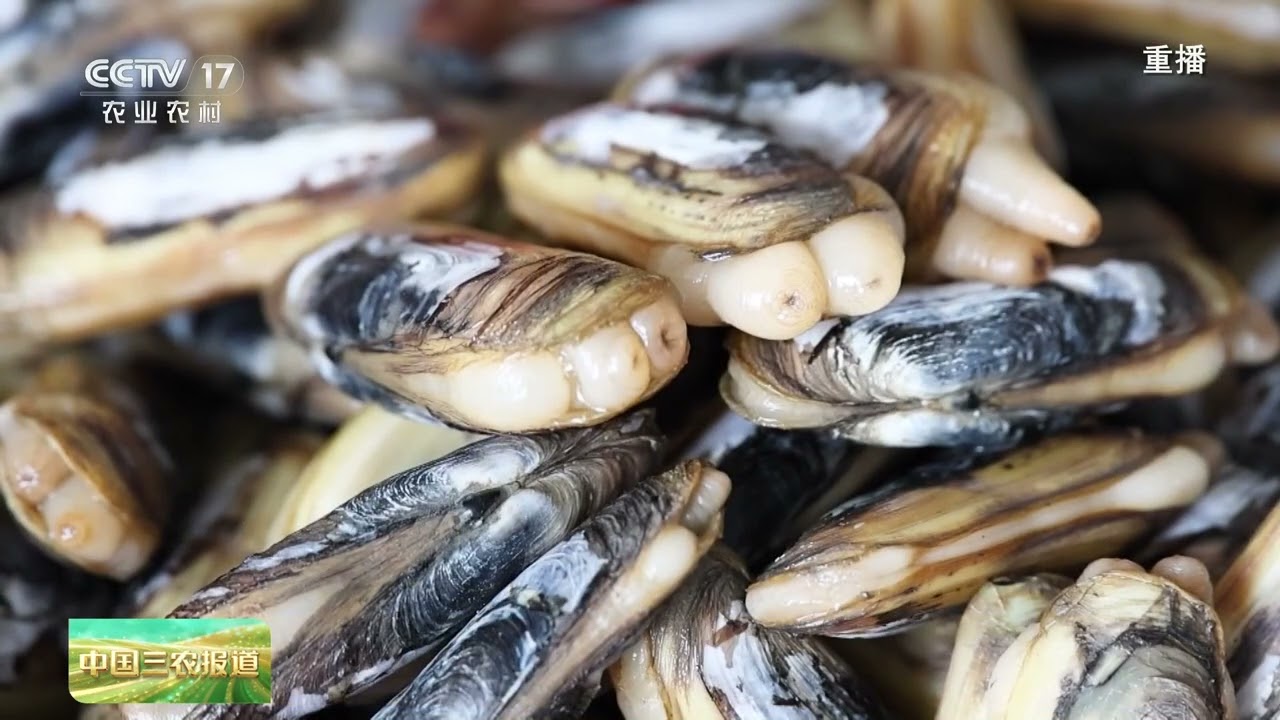 [中国三农报道]福建福清 以藻养蛏 一天采挖海蛏近4000斤 | 农业致富经 Agriculture And Farming