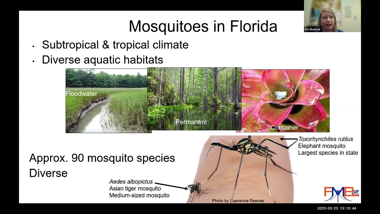 Mosquito Species in Florida