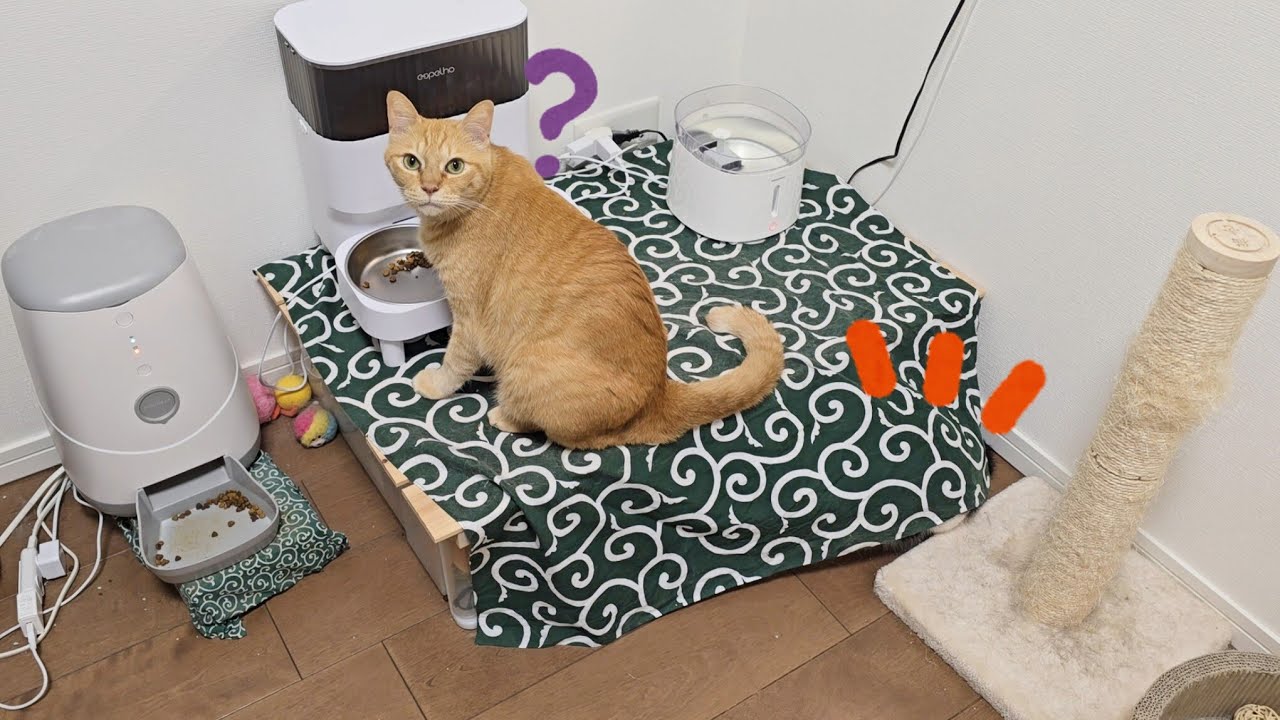 コソドロの正体は？！