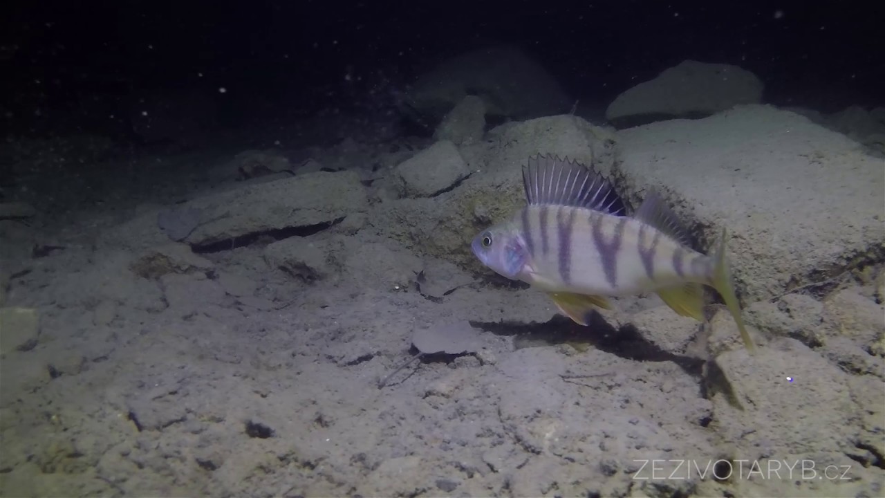 Okoun ř&iacute;čn&iacute; (Perca fluviatilis) při nočn&iacute;m lovu rybek
