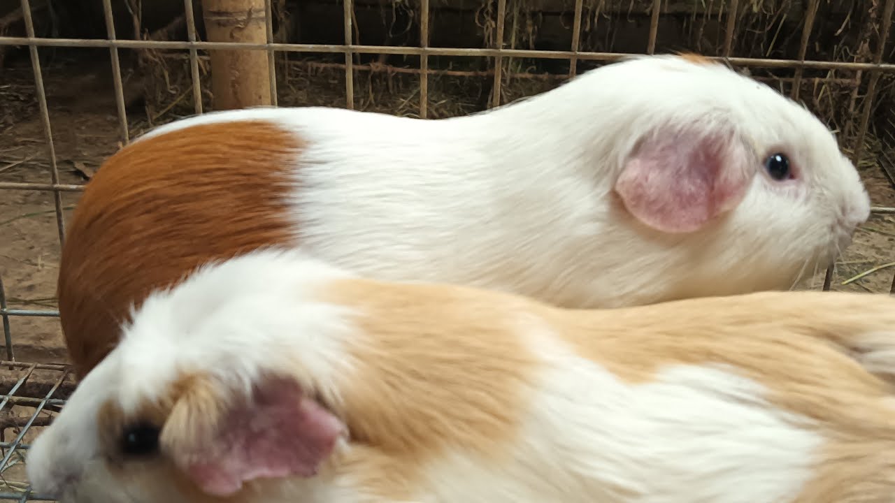 ¿Te quieres certificar GRATIS en producción de cuyes?! 😱 Mira este video