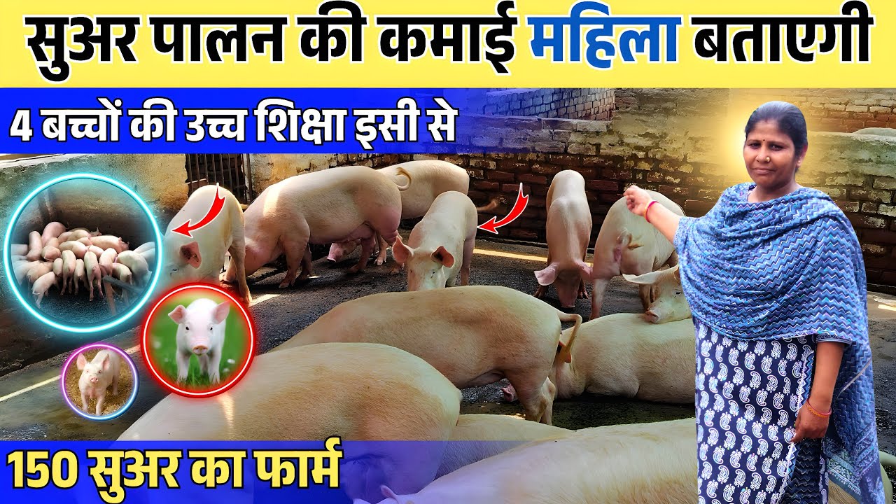 Piggery Business में 5 सुअर ही काफी ✅💯 Pig Farm का लागत और होने वाला मुनाफा || Pig Farming In India