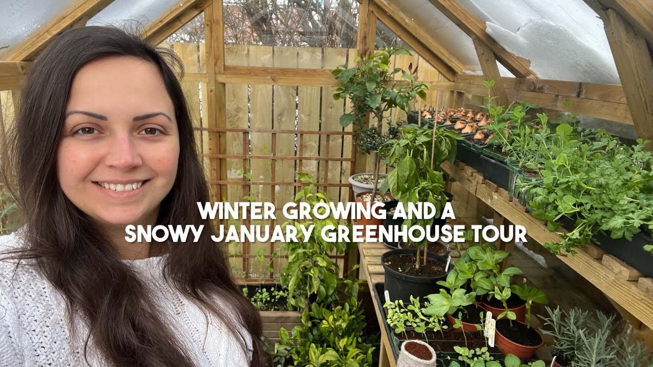 Winter growing and a snowy January greenhouse tour! | Diary of a Yorkshire Gardener