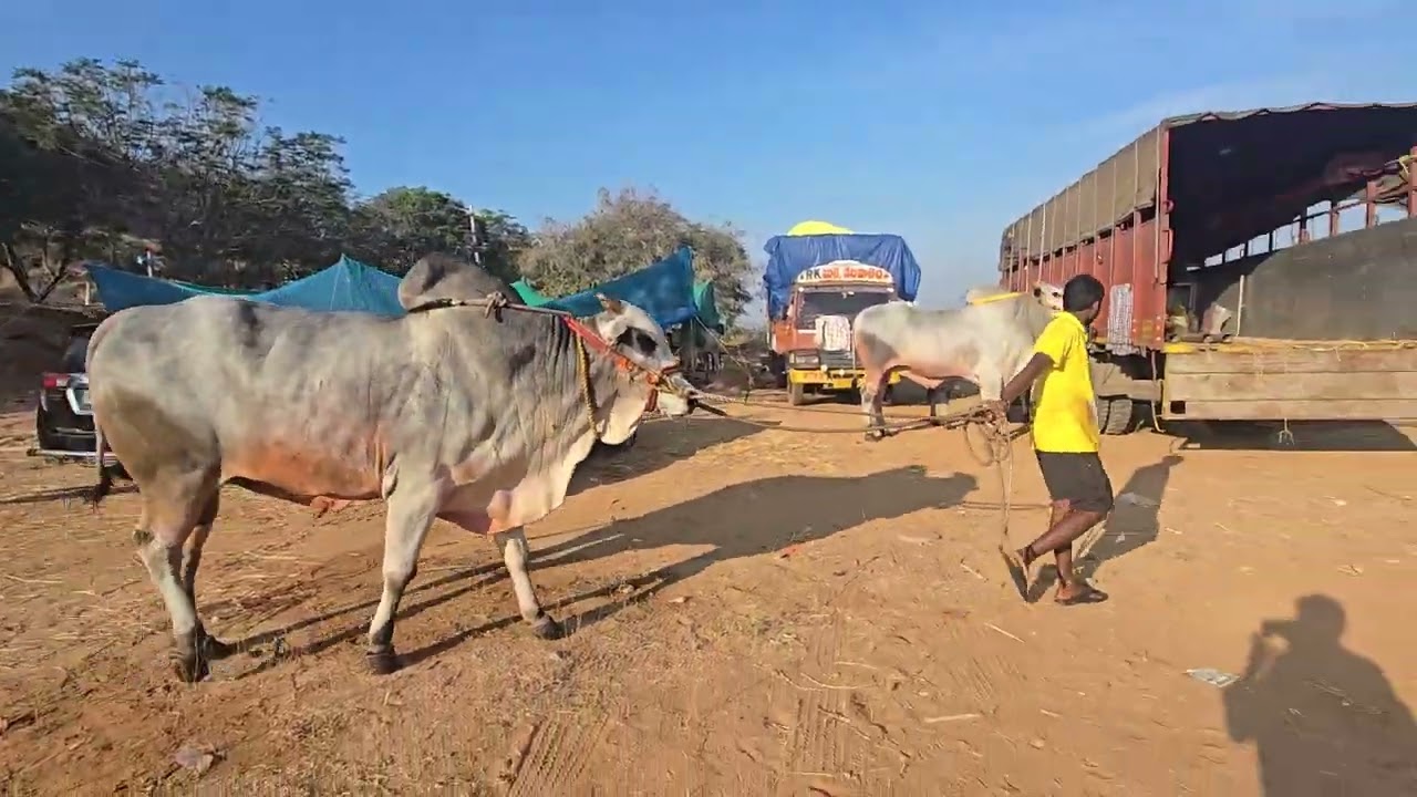 కల్లూరు సీనియర్ విభాగానికి RK bulls సీనియర్ గిత్తలు వచ్చినవి  