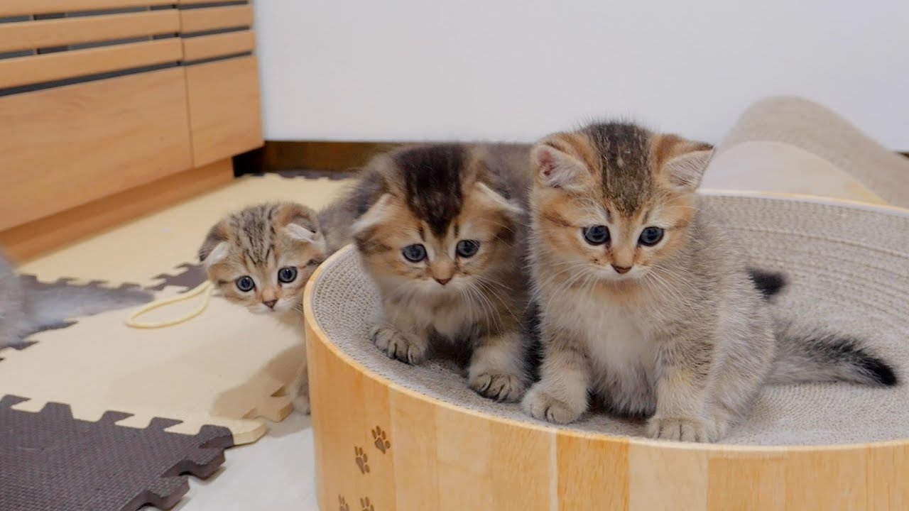 Котенок, наблюдающий за тряпкой, чтобы убедиться, что она не делает ничего плохого, очень милый.