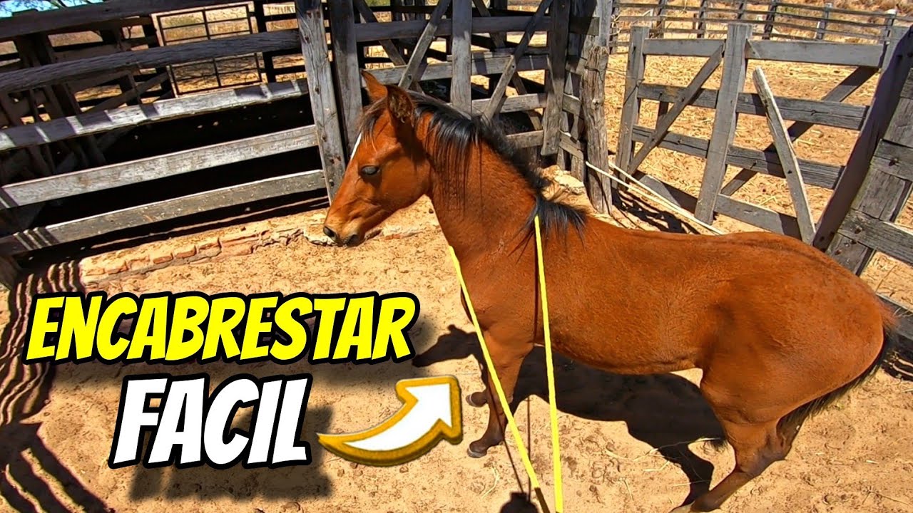 COMO ENCABRESTAR SEU POTRO A PRIMEIRA VEZ FACIL R&Aacute;PIDO E SEM SE MACHUCAR | O DIA DIA DO VAQUEIRO.
