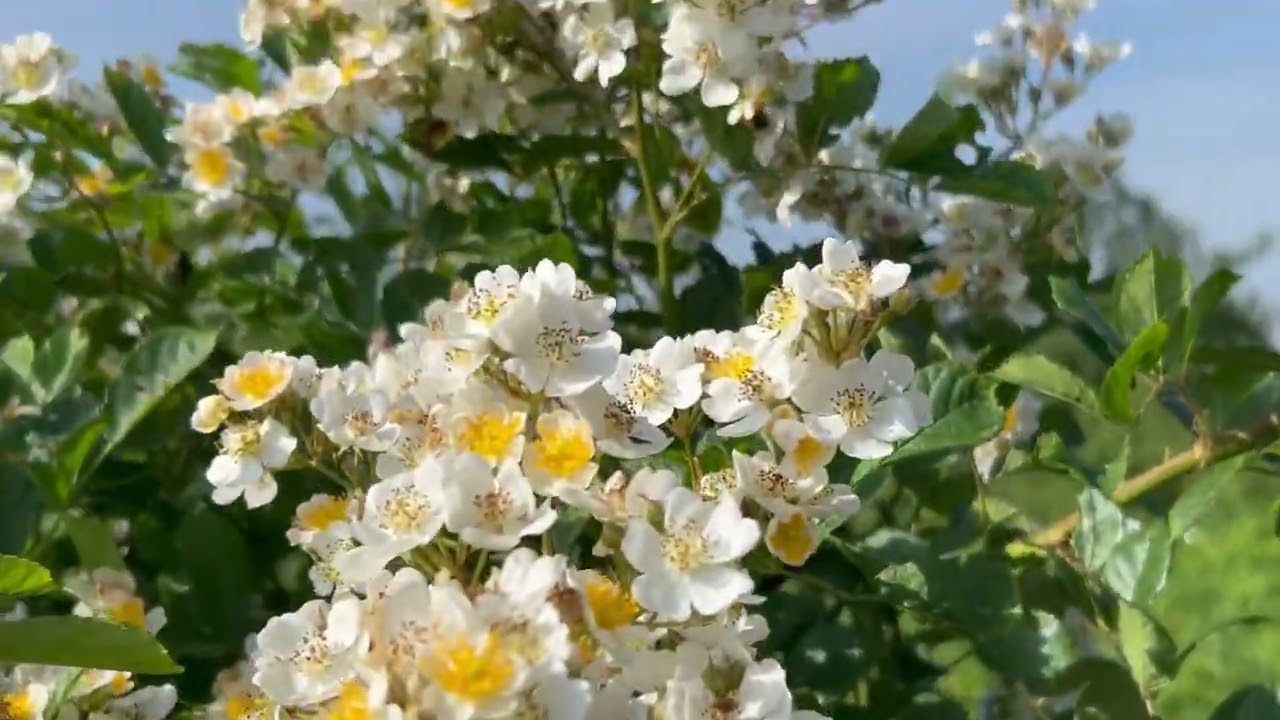 Gemüsegarten Anfang den 11.06.2025