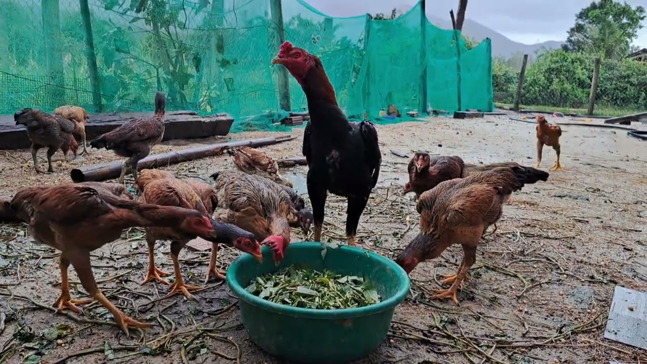 Đi cắt rau muống cho gà mùa nước lũ