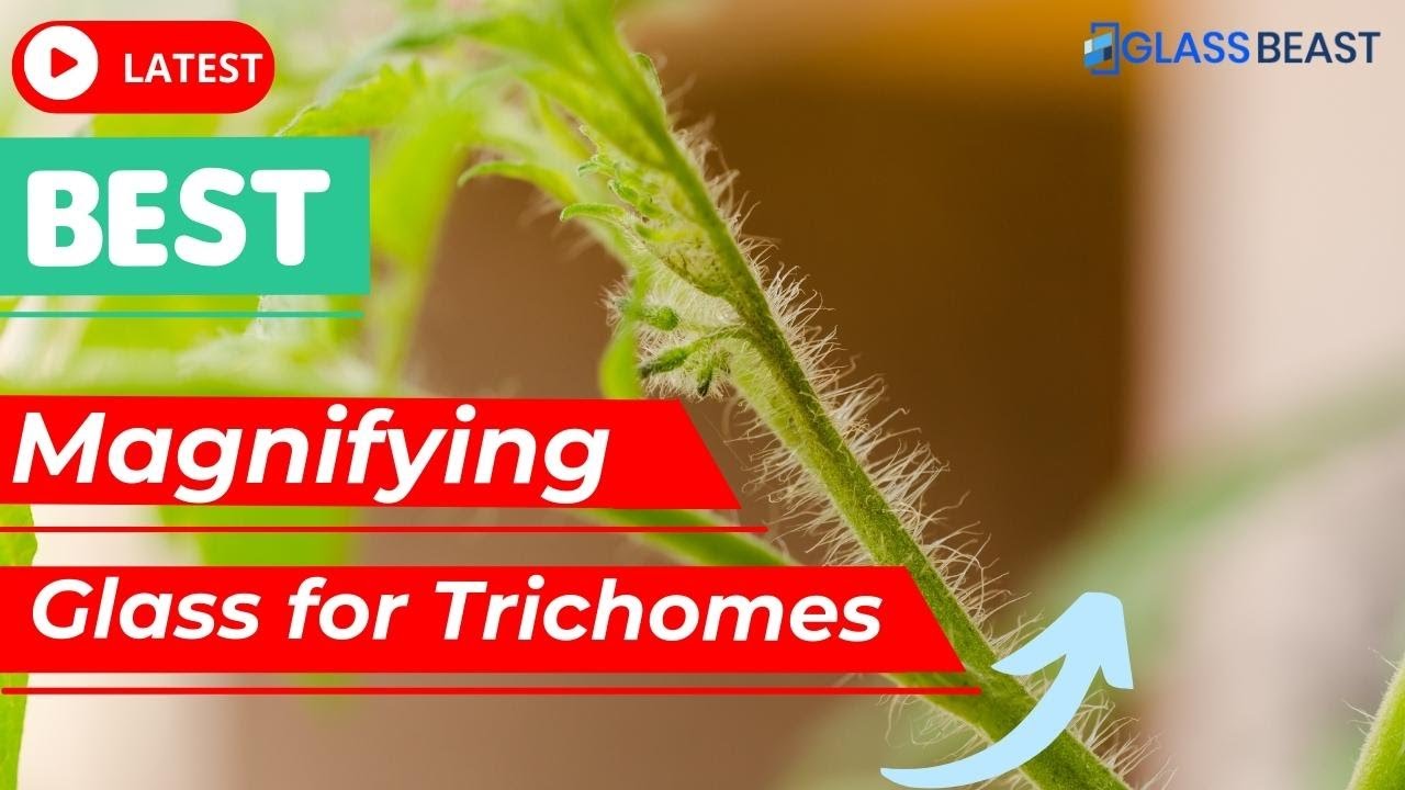Best Magnifying Glass for Trichomes 2022 | Pick Best Magnifying Glass Toda
