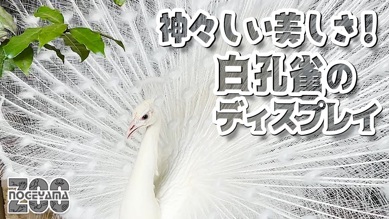 【野毛山動物園】神々しい美しさ✨白孔雀アズキくんのディスプレイ！[Nogeyama Zoo] White Peacock, Azuki showing off his feathers.